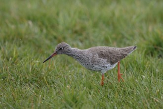 Common Redshank (Tringa totanus), Netherlands