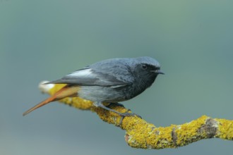 Black Redstart (Phoenicurus ochruros) male, Abruzzo, Italy
