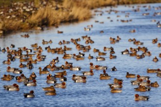 Eurasian Wigeon (Mareca penelope) group, Netherlands