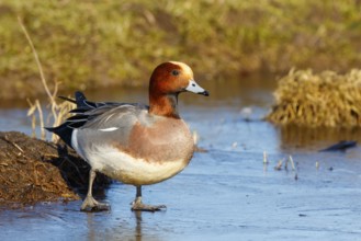 Eurasian Wigeon (Mareca penelope) male on ice, Netherlands