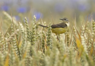 Western Yellow Wagtail (Motacilla flava), Mecklenburg-Western Pomerania, Germany
