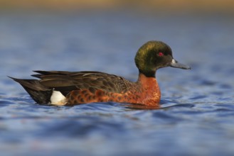 Chestnut Teal (Anas castanea), Victoria, Australia