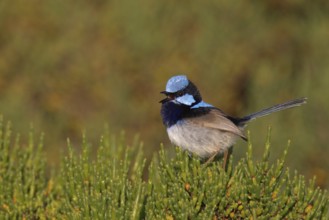 Superb Fairywren (Malurus cyaneus) male, Victoria, Australia
