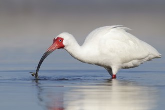 American White Ibis (Eudocimus albus), Florida, USA