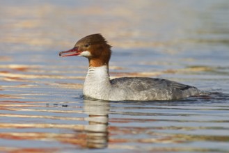 Common Merganser (Mergus merganser) female, Mecklenburg-Western Pomerania, Germany