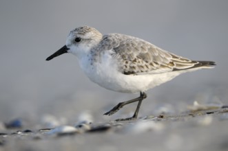 Sanderling (Calidris alba), Sanderling, Altvogel im Schlichtkleid, am Strand der Ostsee, auf