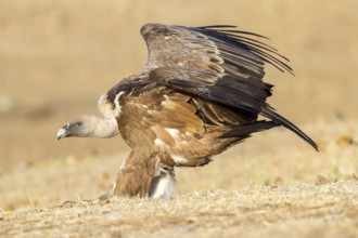 Griffon Vulture (Gyps fulvus) flying, Castile-La Mancha, Spain