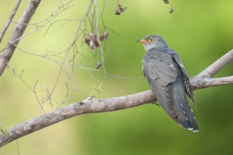 African Cuckoo (Cuculus gularis), Mpumalanga, South Africa