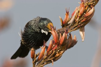 Tui on flax flowers