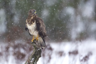 Common Buzzard (Buteo buteo), Saxony-Anhalt, Germany