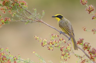 Yellow-tufted Honeyeater (Lichenostomus melanops), Victoria, Australia