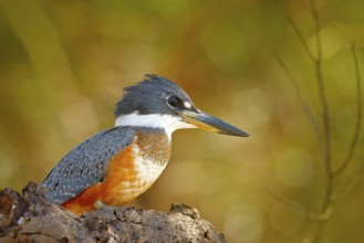 Wildlife Brazil, river bird. Ringed Kingfisher, Megaceryle torquata, blue and orange bird sitting