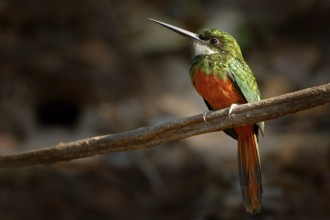 Rufous-tailed Jacamar, Galbula ruficauda, green and orange bird with long bill sitting on the tree