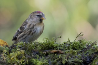 Common Redpoll (Acanthis flammea), Lower Saxony, Germany