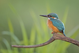 Common Kingfisher (Alcedo atthis) male, Saxony-Anhalt, Germany