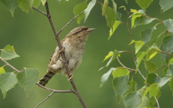 Wendehals (Jynx torquilla)