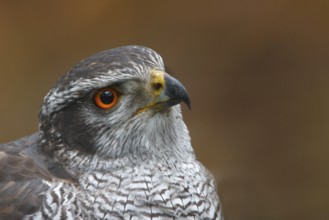 Northern Goshawk (Accipiter gentilis) male, Utrecht, Netherlands