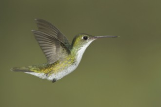 White-bellied Hummingbird (Amazilia chionogaster), Abra Patricia Protected Area, Peru