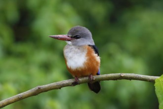 Grey-headed Kingfisher, Halcyon leucocephala, Botswana, Chobe NP