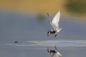 Whiskered Tern (Chlidonias hybrida) flying, Greece