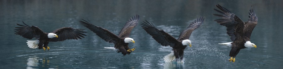 Bald Eagle (Haliaeetus leucocephalus) catching fish, Alaska, USA, composite image