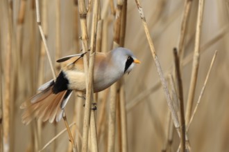 Bearded Reedling (Panurus biarmicus) male perched in reedbed, Mecklenburg-Western, Pomerania,