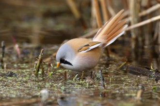 Bearded Reedling (Panurus biarmicus) male foraging in reedbed, Mecklenburg-Western, Pomerania,