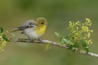 Yellow-throated Vireo (Vireo flavifrons), Texas, USA