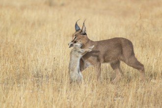 Caracal (Caracal caracal) adult hunting Iberian Hare (Lepus granatensis), Castile-La Mancha, Spain