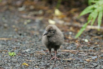 Weka (Gallirallus australis) chick foraging, Stewart Island, New Zealand