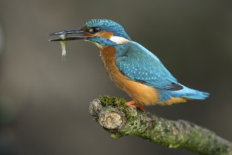 Common Kingfisher (Alcedo atthis) male perched on a branch with a fish in its beak, Lower Saxony,