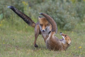 Red Fox (Vulpes vulpes) pair jumping and playing in grassland, Netherlands