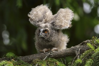 Long-eared Owl (Asio otus) juvenile flapping, North Rhine-Westphalia, Germany