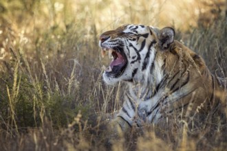 Bengal Tiger (Panthera tigris) adult in grassland hissing, captive, Philippolis, South Africa