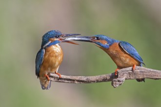 Common Kingfisher (Alcedo atthis) pair displaying, Saxony-Anhalt, Germany