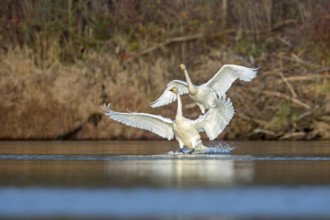 Whooper Swan (Cygnus cygnus), Saxony-Anhalt, Germany