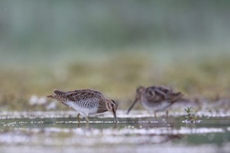 Common Snipe (Gallinago gallinago) foraging, North Rhine-Westphalia, Germany