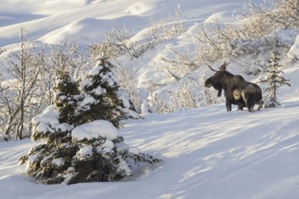 Moose (Alces alces) male in snowy mountains, British Columbia, Canada