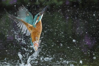 Common Kingfisher (Alcedo atthis) male fishing, Lower Saxony, Germany
