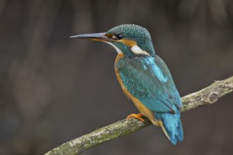 Common Kingfisher (Alcedo atthis) female perched on a branch, Bavaria, Germany