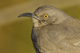 Curve-billed Thrasher (Toxostoma curvirostre), Arizona, USA