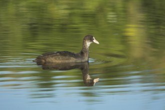 Eurasian Coot (Fulica atra) juvenile, Castile-La Mancha, Spain
