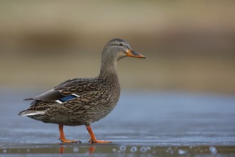 Mallard (Anas platyrhynchos) female, Grisons, Switzerland
