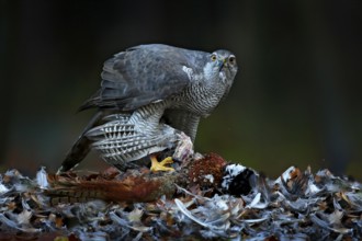 Bird bahaviour, wildlife scene from nature. Goshawk with killed Common Pheasant on the moss in