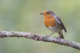 European Robin (Erithacus rubecula) perched on a branch, Lower Saxony, Germany