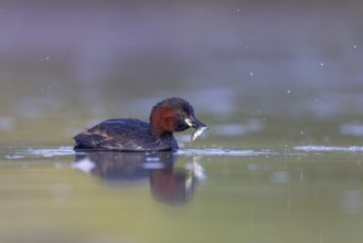 Little Grebe (Tachybaptus ruficollis) with fish prey in its beak, North Rhine-Westphalia, Germany