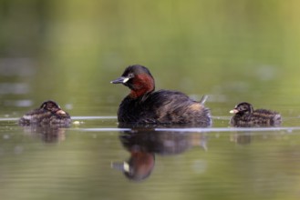 Little Grebe (Tachybaptus ruficollis) adult with chicks, North Rhine-Westphalia, Germany