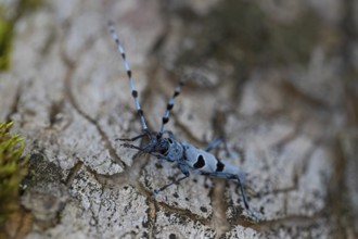 Rosalia Longicorn (Rosalia alpina) close-up on tree trunk, Bavaria, Germany