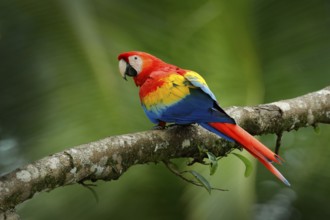 Red parrot Scarlet Macaw, Ara macao, bird sitting on the branch, Brazil. Wildlife scene from