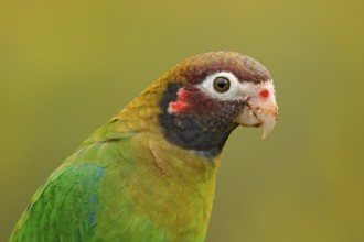 Detail of parrot head. Brown-hooded Parrot, Pionopsitta haematotis, portrait of light green parrot